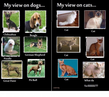 difference between and dogs the difference between cats and dogs blogitude difference between and dogs the difference between cats and dogs blogitude