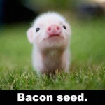 How to Make Your Own Bacon