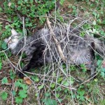 Catmouflage