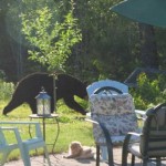 Sightings of Multiple Bears in Knoxville
