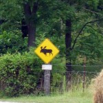 Moose?