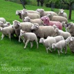 In Defense of Gay Sheep