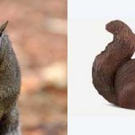 Which Squirrel is Cuter?