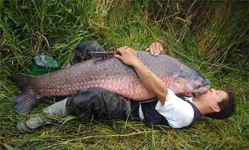 Man kissing a giant catfish