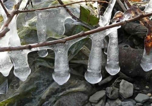 Ice Penises