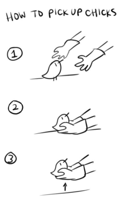 How to Pick Up Chicks
