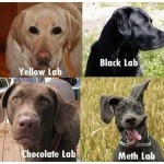 A Guide to Labs for Dog Lovers