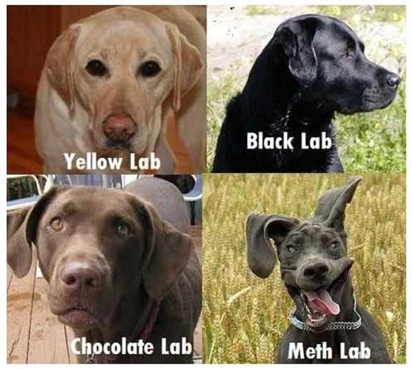 Guide to Labs