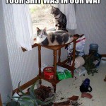 Pets: Why We Don’t Own Cats