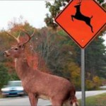 Caller Wants Deer Crossing Signs Moved