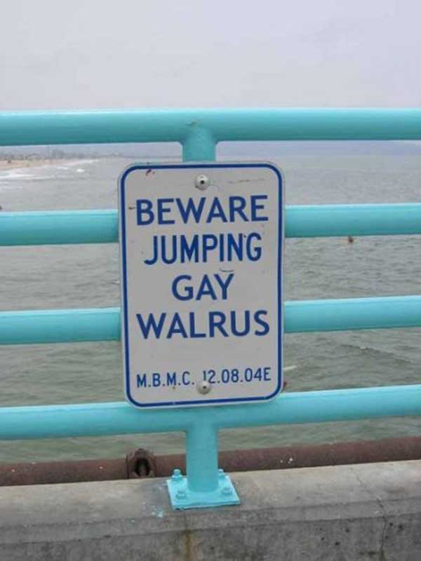 BEWARE JUMPING GAY WALRUS