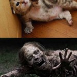 Kittens in Pinup Poses