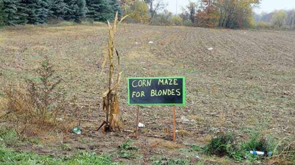Corn Maze for Blondes