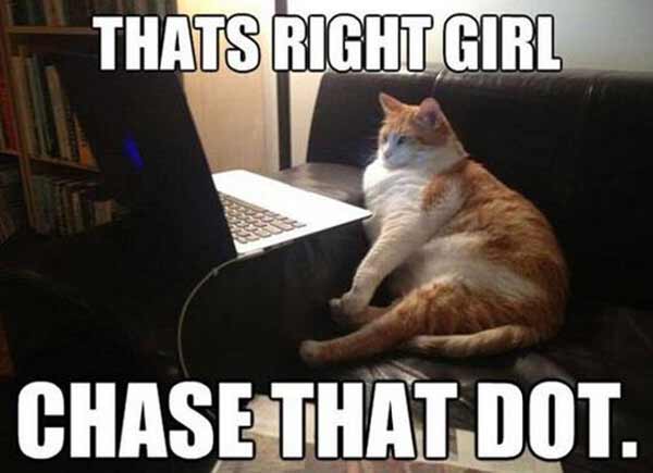Kitty Porn: "That's right girl. Chase that dot."
