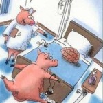 A Pig Walks Into a Hospital…