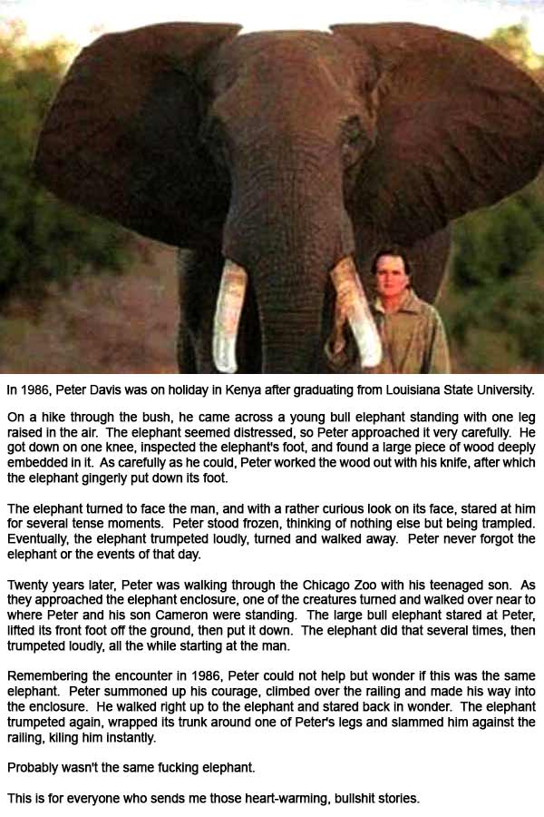 In 1986, Peter Davis was on holiday in Kenya after graduating from Louisiana State University.  On a hike through the bush, he came across a young bull elephant standing with one leg raised in the air.  The elephant seemed distressed, so Peter approached it very carefully.  He got down on one knee, inspected the elephant's foot, and found a large piece of wood deeply embedded in it.  As carefully as he could, Peter worked the wood out with his knife, after which the elephant gingerly put down its foot.  The elephant turned to face the man, and with a rather curious look on its face, stared at him for several tense moments.  Peter stood frozen, thinking of nothing else but being trampled.  Eventually, the elephant trumpeted loudly, turned and walked away.  Peter never forgot the elephant or the events of that day.  Twenty years later, Peter was walking through the Chicago Zoo with his teenaged son.  As they approached the elephant enclosure, one of the creatures turned and walked over near to where Peter and his son Cameron were standing.  The large bull elephant stared at Peter, lifted its front foot off the ground, then put it down.  The elephant did that several times, then trumpeted loudly, all the while starting at the man.  Remembering the encounter in 1986, Peter could not help but wonder if this was the same elephant.  Peter summoned up his courage, climbed over the railing and made his way into the enclosure.  He walked right up to the elephant and stared back in wonder.  The elephant trumpeted again, wrapped its trunk around one of Peter's legs and slammed him against the railing, kiling him instantly.  Probably wasn't the same fucking elephant.  This is for everyone who sends me those heart-warming, bullshit stories.
