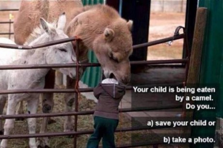 Your child is being eaten by a camel. Do you... A) save your child? or B) take a photo?