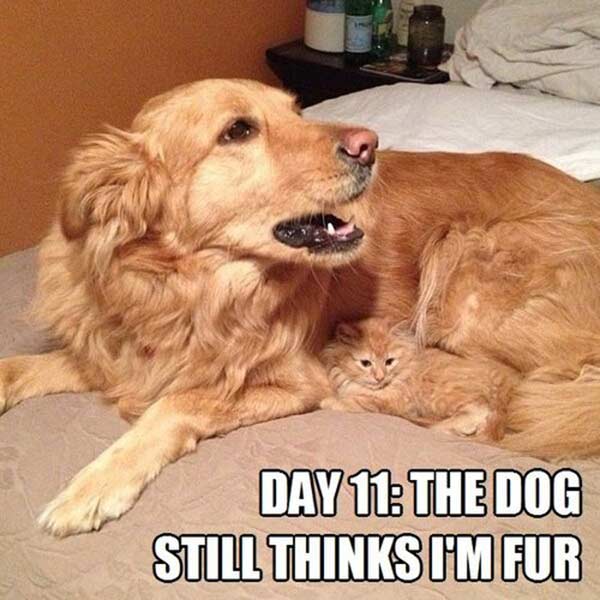 Day 11: The Dog Still Thinks I'm Fur