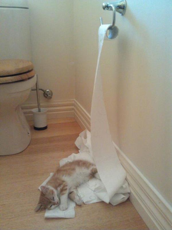 Cat lying on a bed of unrolled toilet paper.