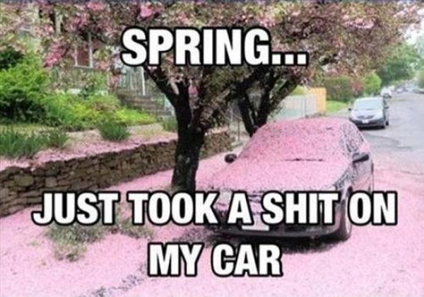 Spring... Just took a shit on my car.