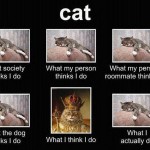 What Do Cats Do?