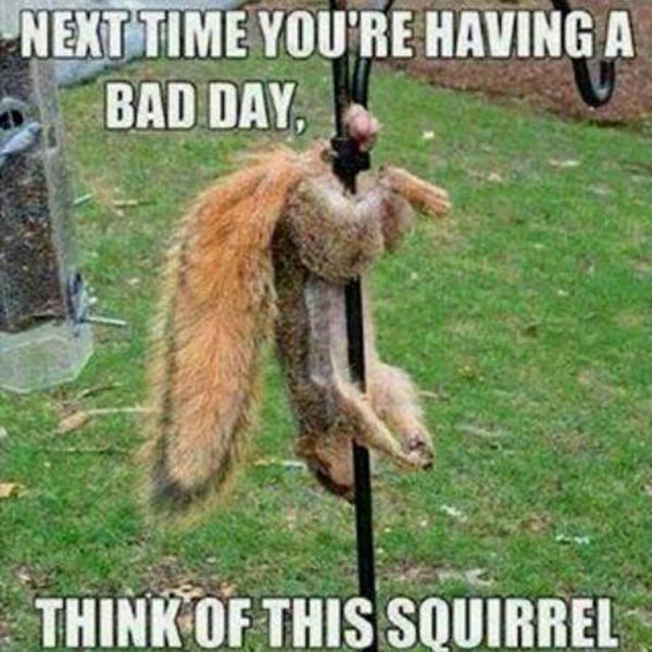 Net Time You're Having a Bad Day, Think of This Squirrel