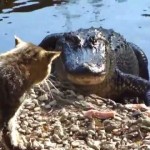 Cat vs. Alligator
