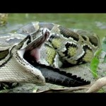 Python Eats Florida Alligator