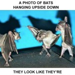 Dancing Bats?