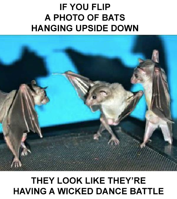 If you flip a photo of bats hanging upside down... they look like they're having a wicked dance battle.