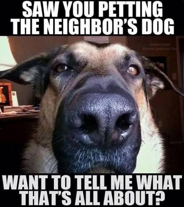 Saw You Petting the Neighbor's Dog. Want to Tell Me What That's All About?