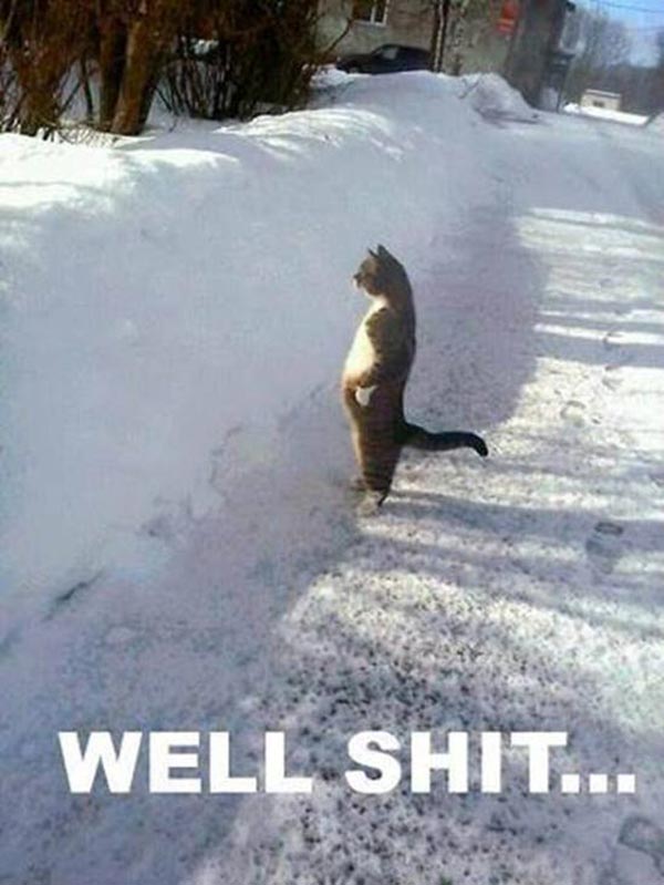 Cat in Snow: "Well, Shit!"