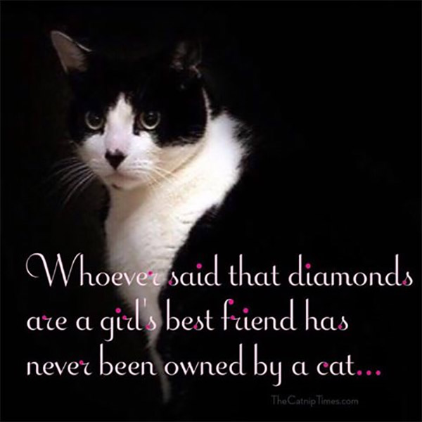 Whoever said that diamonds are a girl's best friend has never been owned by a cat...