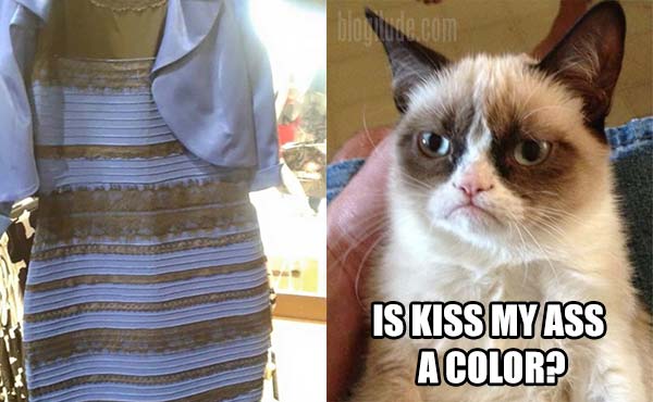 Grumpy Cat about the "What color is it?" Dress: "Is kiss my ass a color?"